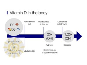 Vitamin D pathway