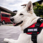 Service Animal